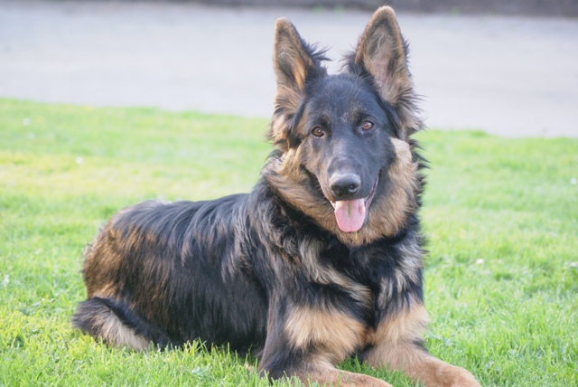 Fotos/2010vervolgTaylor/Checko/110[1].JPG